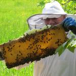 der Mann erklärte uns, das er bis jetzt mit der Bienenarbeit sehr zufrieden ist