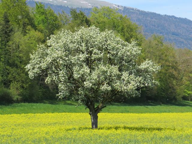 auch hier blühende Obstbäume