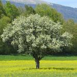 auch hier blühende Obstbäume