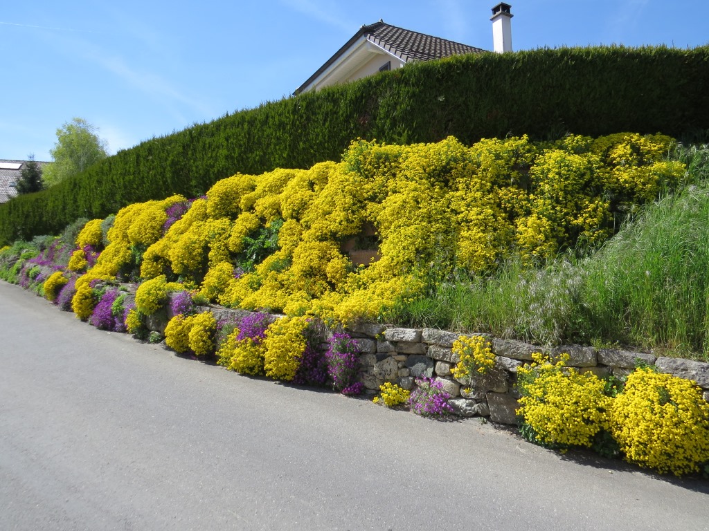 was für eine Blumenpracht