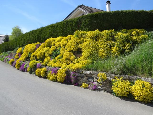 was für eine Blumenpracht