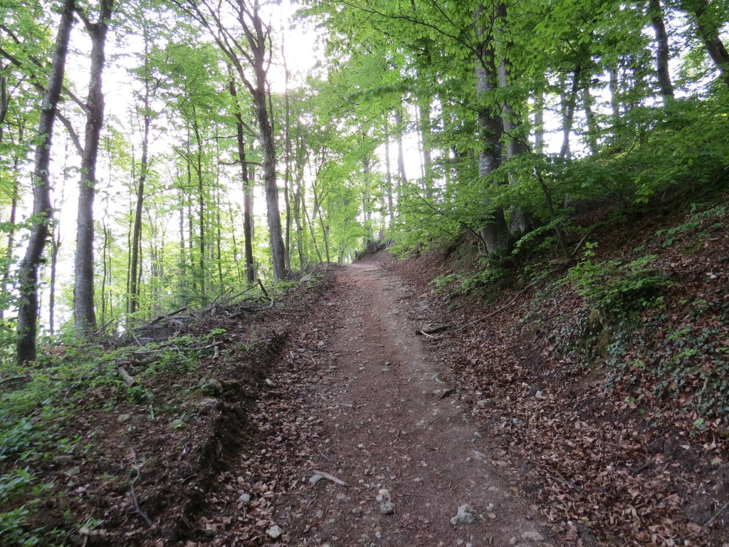 der Pilgerweg führt nun steil durch einen Wald hinauf. Envy lassen wir rechts liegen