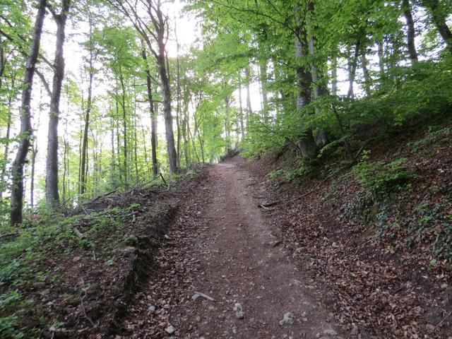 der Pilgerweg führt nun steil durch einen Wald hinauf. Envy lassen wir rechts liegen