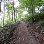 der Pilgerweg führt nun steil durch einen Wald hinauf. Envy lassen wir rechts liegen