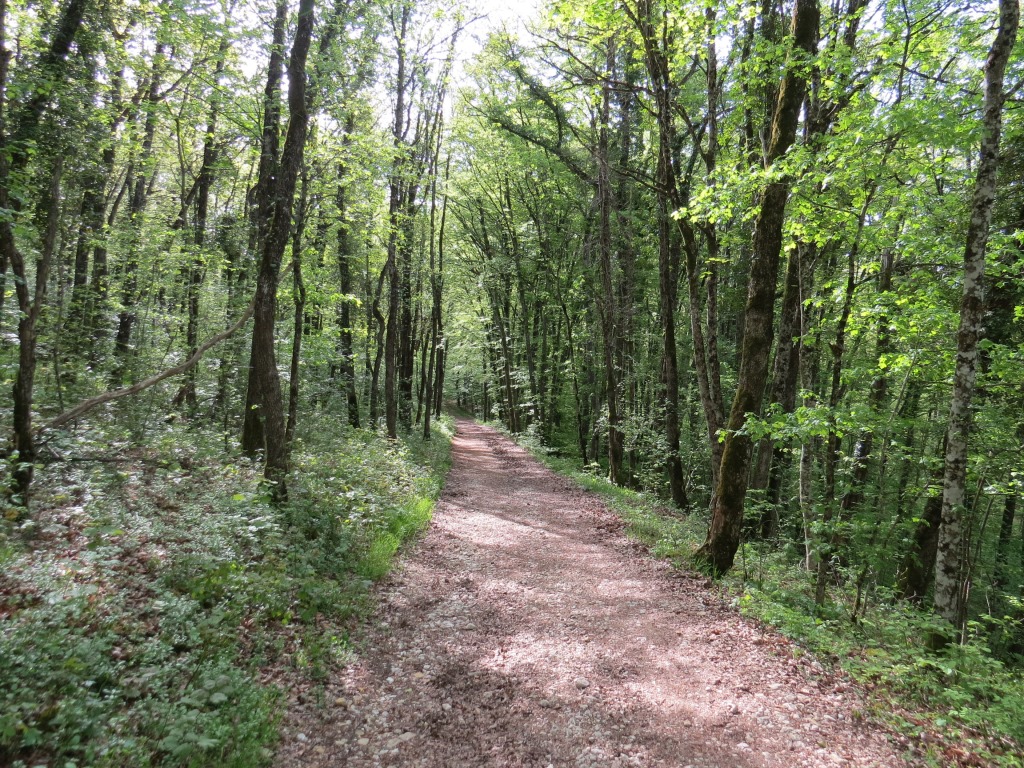 der Wanderweg führt uns nun durch einen schönen Wald