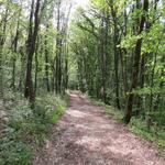 der Wanderweg führt uns nun durch einen schönen Wald