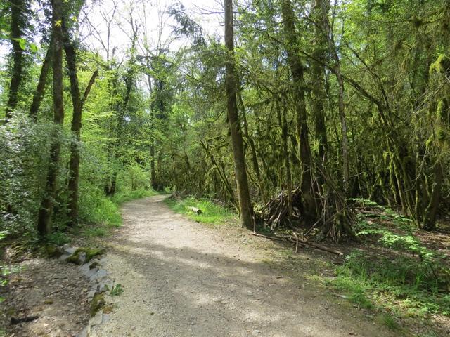 bei St.Loup durchlaufen wir einen schönen romantischen Wald...