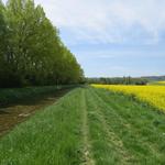 zuerst verläuft die Via Francigena rechts am Kanal entlang...