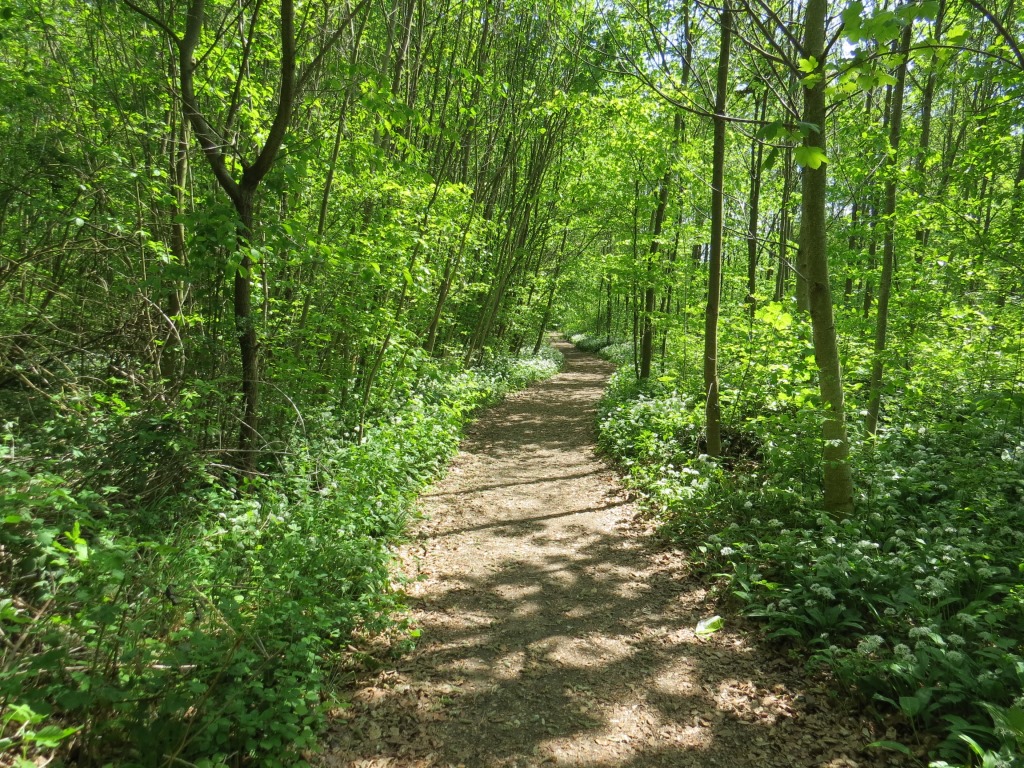 wieder geht es durch einen schönen Wald