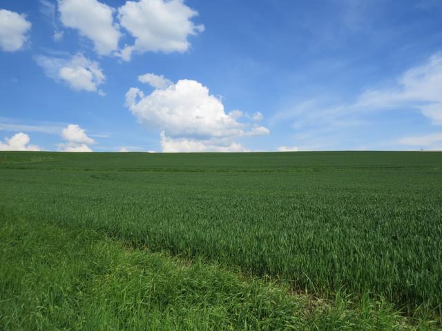 Weizenfelder bis am Horizont. So schaute es auch in Spanien auf dem Jakobsweg aus