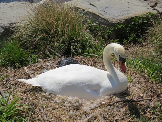 direkt neben dem Weg brütet risikoreich ein Schwan