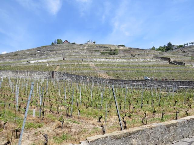 ... erreichen wir Villette 397 m.ü.M. und zugleich das Lavaux Gebiet