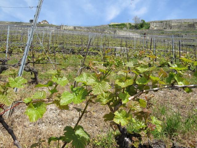 das Lavaux ist ein Weinbaugebiet im Kanton Waadt am nordöstlichen Ufer des Genfersees