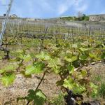 das Lavaux ist ein Weinbaugebiet im Kanton Waadt am nordöstlichen Ufer des Genfersees