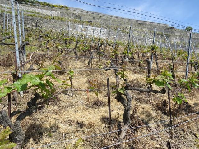 die im Lavaux verbreiteste Rebsorte ist der Gutedel, hier "Chasselas" genannt