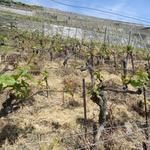 die im Lavaux verbreiteste Rebsorte ist der Gutedel, hier "Chasselas" genannt