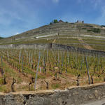 schönes Breitbildfoto vom Lavaux mit seinen Rebbergen