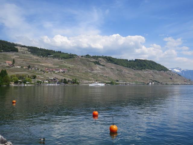 Blick von Cully aus, in das Lavaux Gebiet