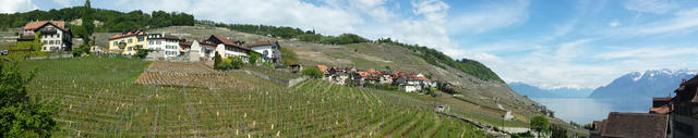 schönes Breitbildfoto von Epesses und das Lavaux Gebiet mit Genfersee