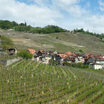 schönes Breitbildfoto von Epesses und das Lavaux Gebiet mit Genfersee