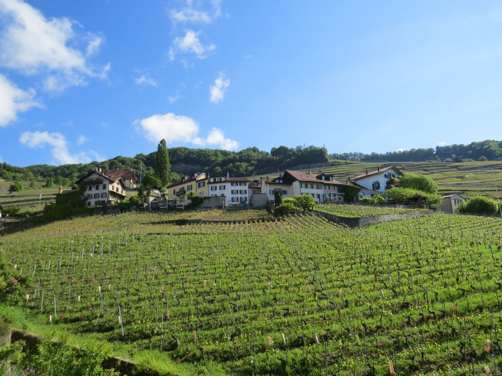 Blick hinauf nach Epesses