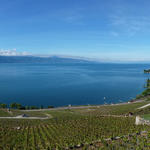 sehr schönes Breitbildfoto mit Blick auf den Genfersee und das Lavaux