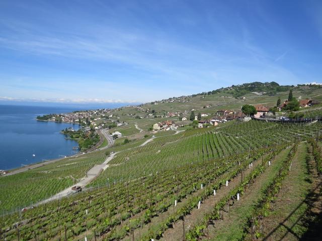 Blick zurück Richtung Cully am See gelegen, und Epesses rechts oben