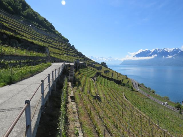 das Lavaux ist zurecht UNESCO Weltkulturerbe