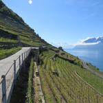 das Lavaux ist zurecht UNESCO Weltkulturerbe