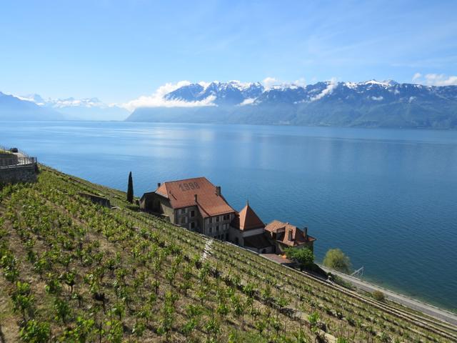 wir befinden uns nun im Dézaley, das Grands Crus Gebiet des Lavaux