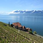 wir befinden uns nun im Dézaley, das Grands Crus Gebiet des Lavaux