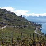 das Lavaux