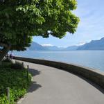 alles an der Seepromenade entlang, geht es Richtung Altstadt von Vevey