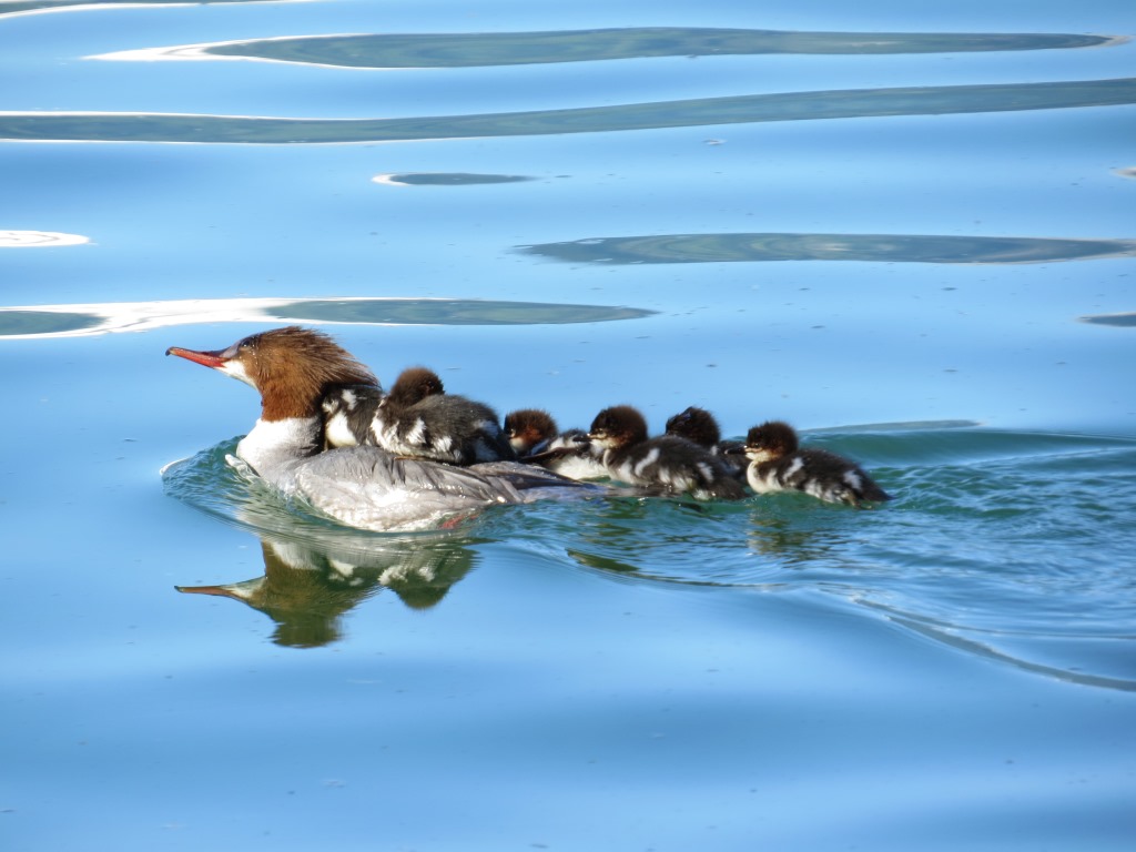 eine Haubentaucher Familie