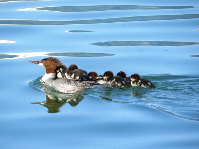 eine Haubentaucher Familie