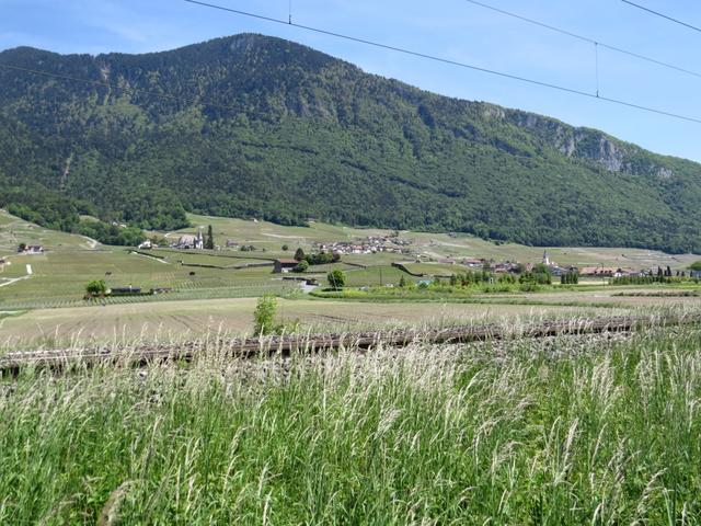 vor uns -eingebettet zwischen den Reben- taucht Yvorne auf