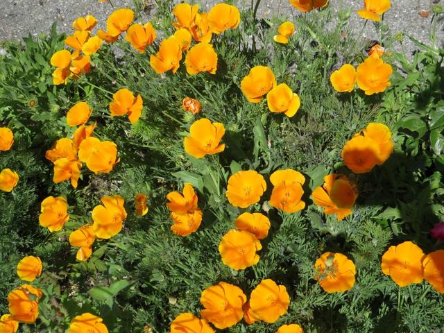 goldener Mohn. Diese Blume erinnert uns immer an Moisac. Dort haben wir diese Blume immer wieder gesehen