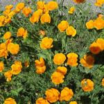 goldener Mohn. Diese Blume erinnert uns immer an Moisac. Dort haben wir diese Blume immer wieder gesehen