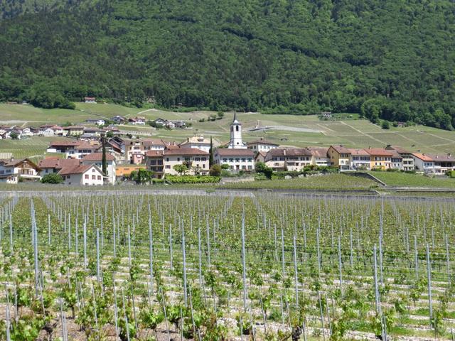 das schöne Winzerdorf Yvorne. Haupt-Rebsorte ist hier die Chasselas Traube