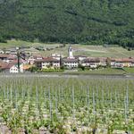 das schöne Winzerdorf Yvorne. Haupt-Rebsorte ist hier die Chasselas Traube