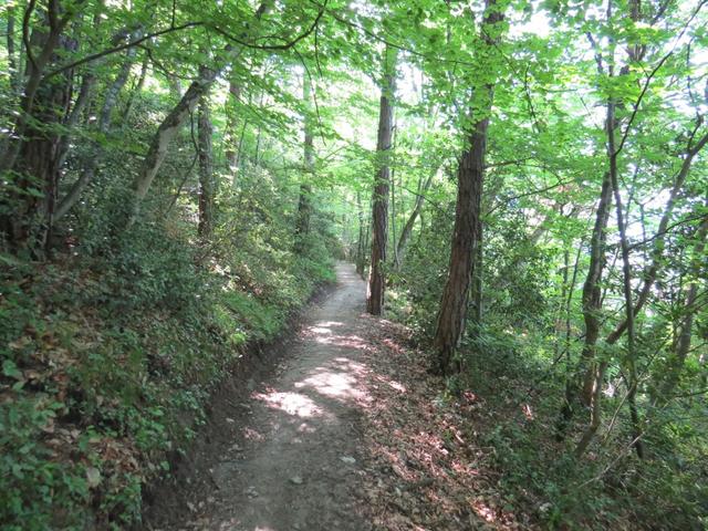 ... und tauchen danach in den Wald hinein