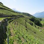 die Via Francigena führt uns nun wieder durch die schönen Rebhänge