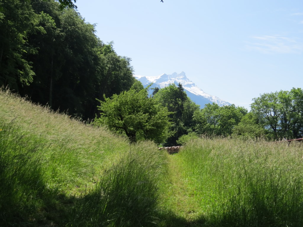 wir laufen durch hohes Gras und bestaunen am Horizont den Grand Muveran und der Dents de Morcles