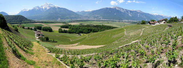 schönes Breitbildfoto mit Blick in die Rebhänge und das Rhônetal