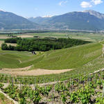 schönes Breitbildfoto mit Blick in die Rebhänge und das Rhônetal