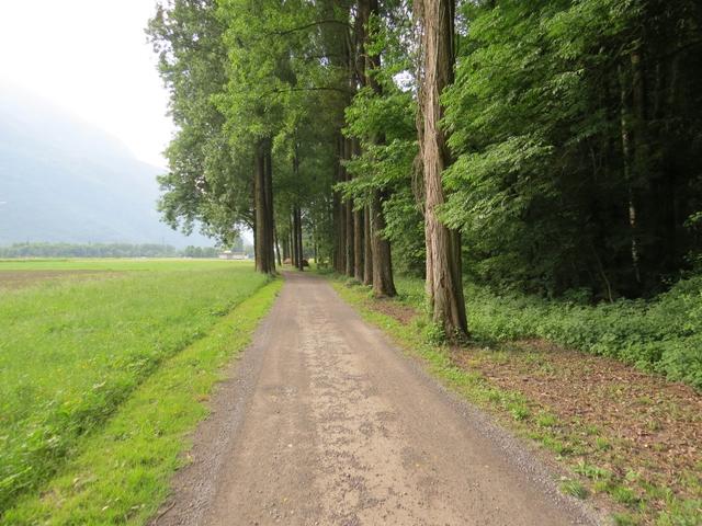 weiter am Waldrand entlang führt uns die Via Francigena Richtung La Balmaz