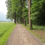 weiter am Waldrand entlang führt uns die Via Francigena Richtung La Balmaz