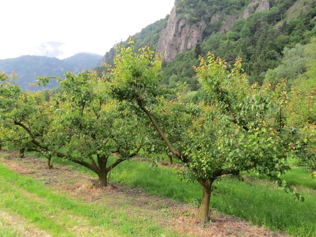 in Vernayaz 455 m.ü.M tauchen die ersten Aprikosenbäume auf