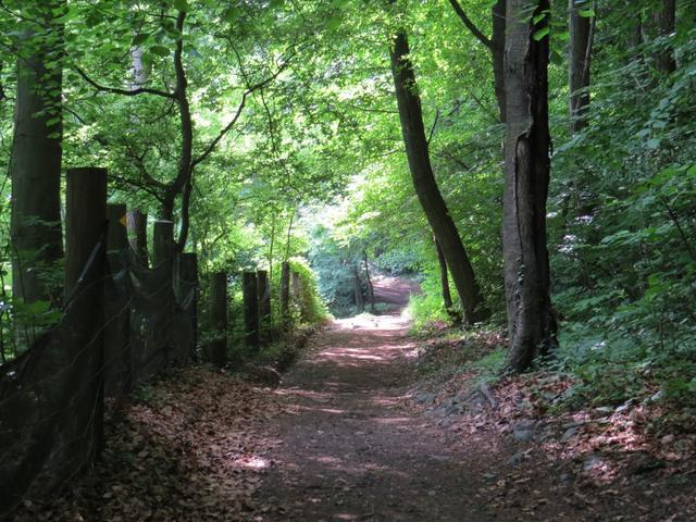 immer wieder schön durch solche Wälder zu laufen