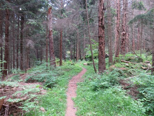 es geht durch einen dichten Tannen und Laubwald